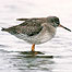 Swale Estuary (Image: Redshank c/co RSPB Images and Andy Hay)