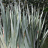 Dracaena draco