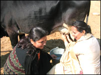 गाय