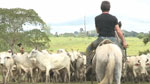 Keith offers some direction to Bruce as he helps herd the cattle on horseback