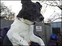 Jack Russell 