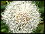 Dandelion clock
