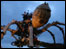 Giant spider