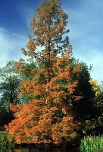 Dawn Redwood