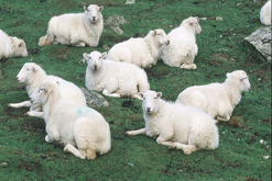 Sheep on a hillside