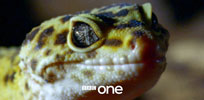 gecko