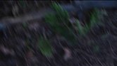Vines - Teaser...