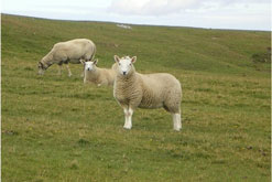 sheep