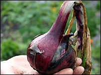 Onion