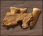 The 1927 jawbone 
