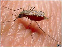 Mosquito