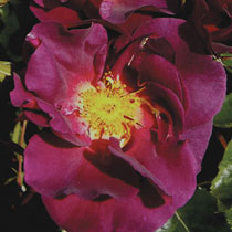Rosa 'Wild  Rover'