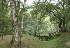 Cheshire