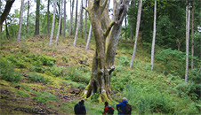 beech woods
