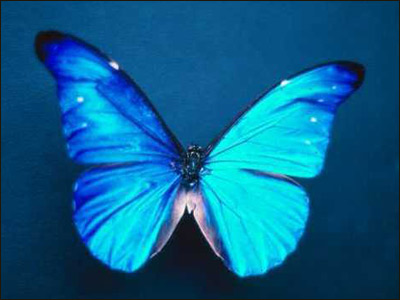 پروانه آبی