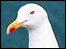Seagull