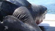 Leatherback Turtle by Connie Merigo/New England Aquarium
