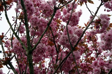 Cherry Blossom