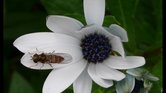 Bug