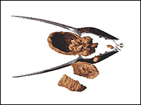 گردو