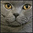 Gato persa