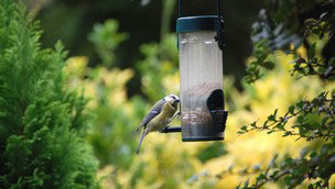 Bird eating from bird feeder