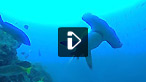 The dream dive to do...