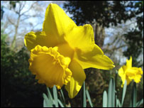 Daffodil