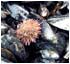 mussels