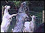 Leaping goats