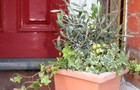 Winter pots