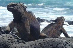 Iguanas