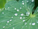 Wet weather