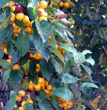 Golden Hornet