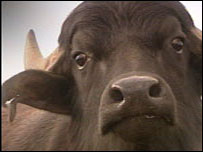 Water Buffalo