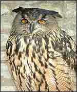 Owl