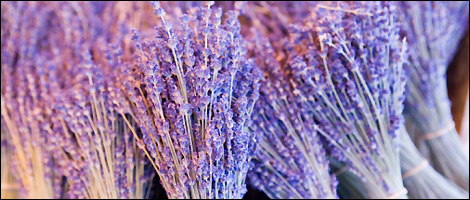 Lavender