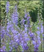 View of Ryton Organic Garden
