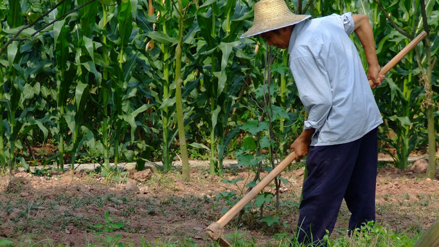 A farmer hoeing a field.