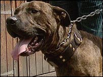 Pit bull