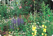 Cottage garden