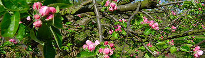 Blossom