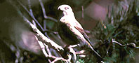 an image of a Crossbill, copyright Tommy Holden/BTO.