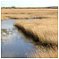 Minsmere (Image: Ian Barthorpe)
