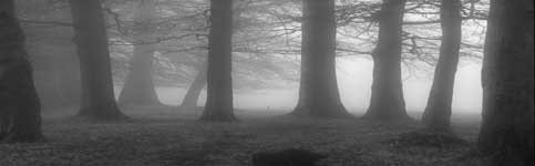If you go down to the woods at night - is it just mist moving behind those trees??  Photograph by Pascal Diamond.