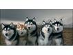 Huskys siberianos
