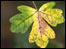 Autumn leaves by Darren Bradnick