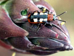 asparagus beetle