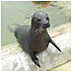 Animal at National Seal Sanctuary