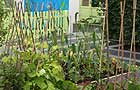 Vegetable patch